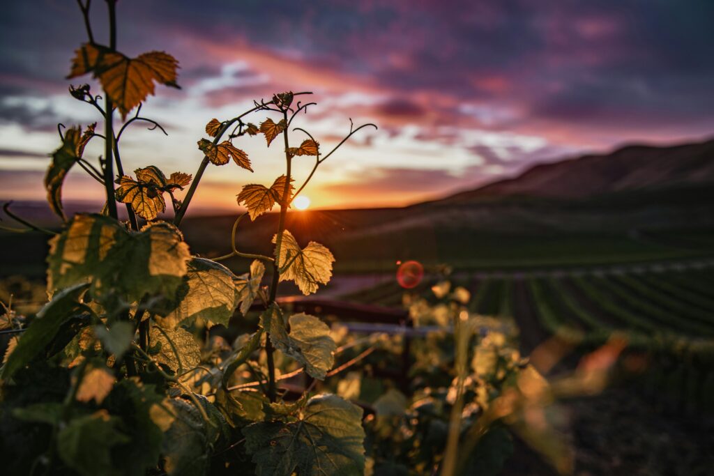 Stunning view of a vineyard at sunset in Santa Maria, California, with grapevines in the foreground.