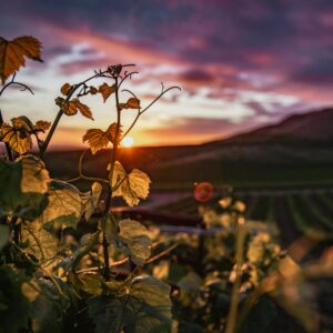 Stunning view of a vineyard at sunset in Santa Maria, California, with grapevines in the foreground.
