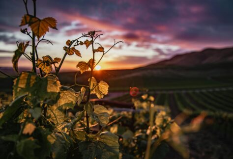 Stunning view of a vineyard at sunset in Santa Maria, California, with grapevines in the foreground.